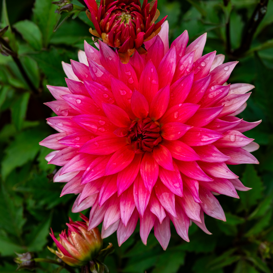Dahlia Cactus - Belmonte - 1 bulb p-pack (56)