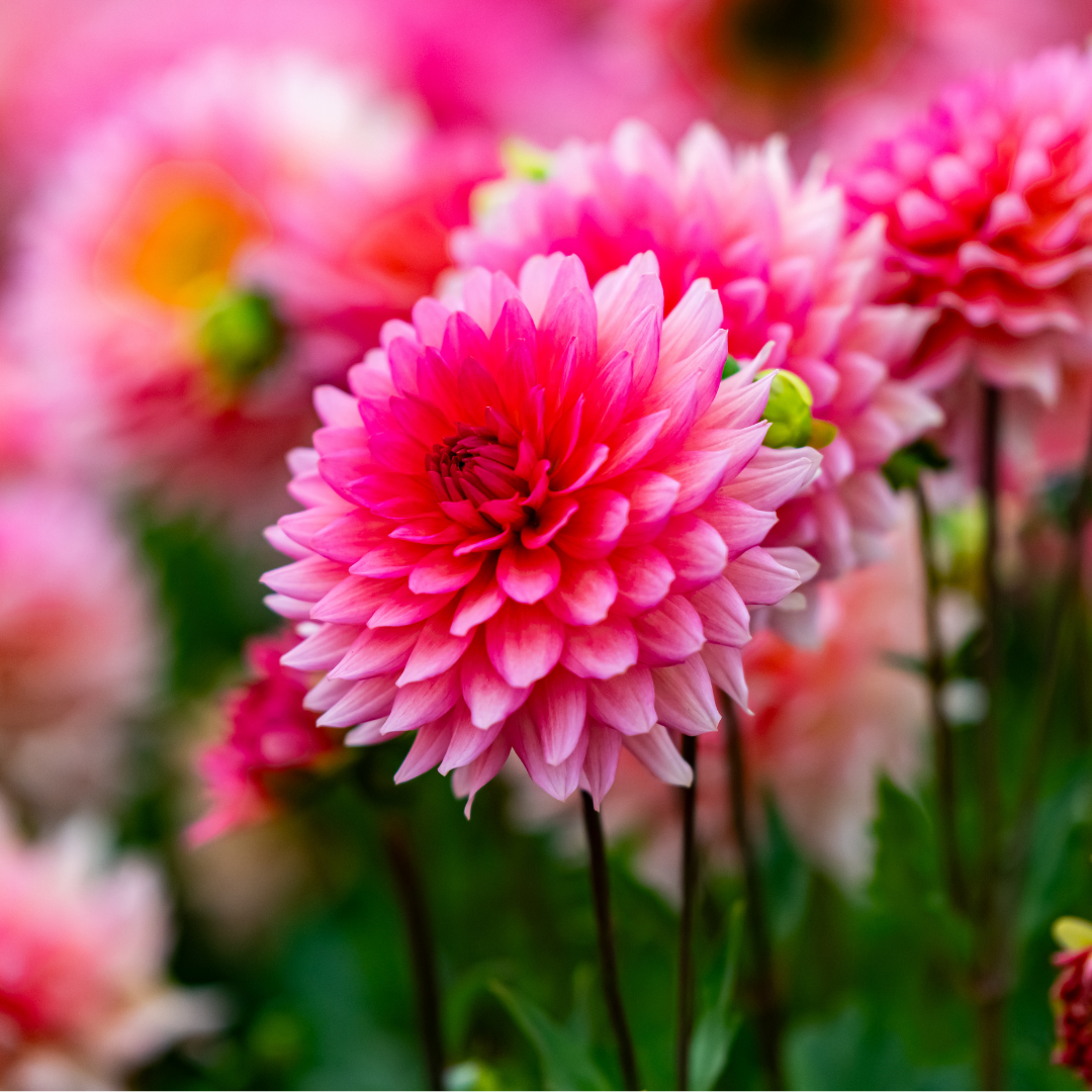 Dahlia Cactus - Belmonte - 1 bulb p-pack (56)