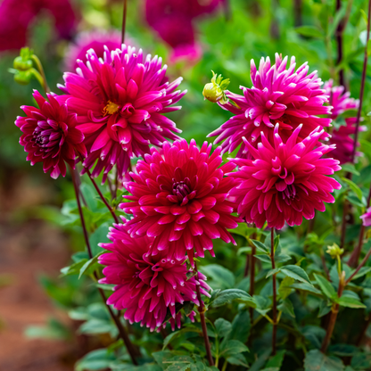 Dahlia Cactus - Cheerio - 1 bulb p-pack (85)