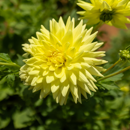 Dahlia Cactus - Gillian - 1 bulb p-pack (22)