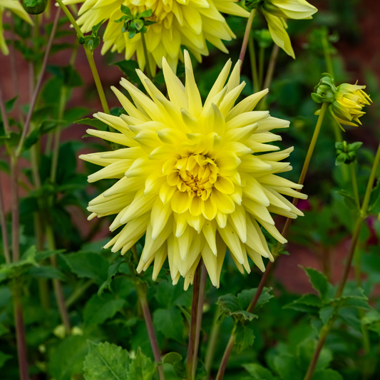 Dahlia Cactus - Gillian - 1 bulb p-pack (22)