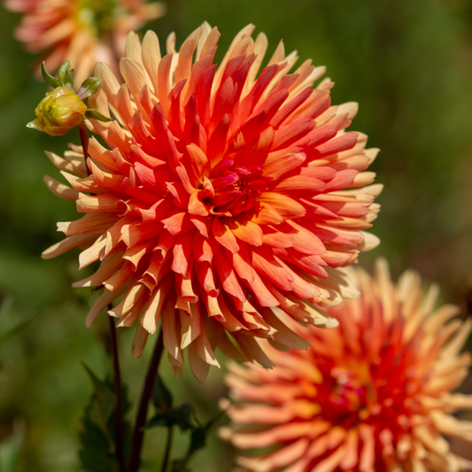 Dahlia Cactus - Orange - 2 bulbs p-pack (803)