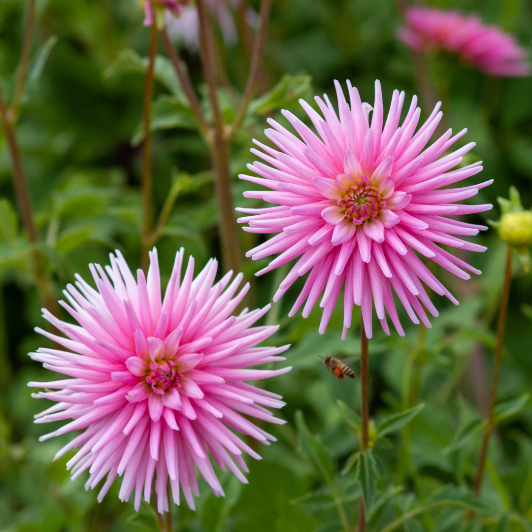 Dahlia Cactus - Pink - 2 bulbs p-pack (806)