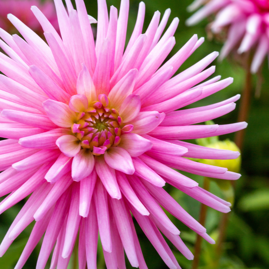 Dahlia Cactus - Pink - 2 bulbs p-pack (806)