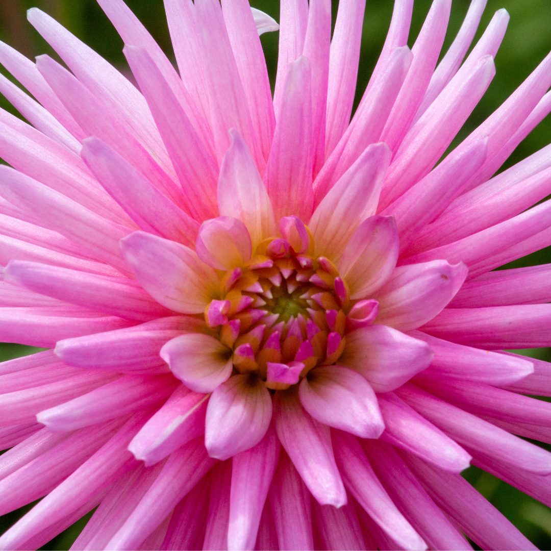 Dahlia Cactus - Pink - 2 bulbs p-pack (806)