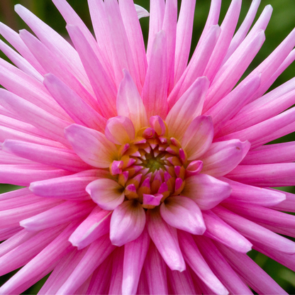Dahlia Cactus - Pink - 2 bulbs p-pack (806)