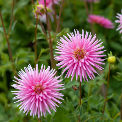 Dahlia Cactus - Pink - 2 bulbs p-pack (806)