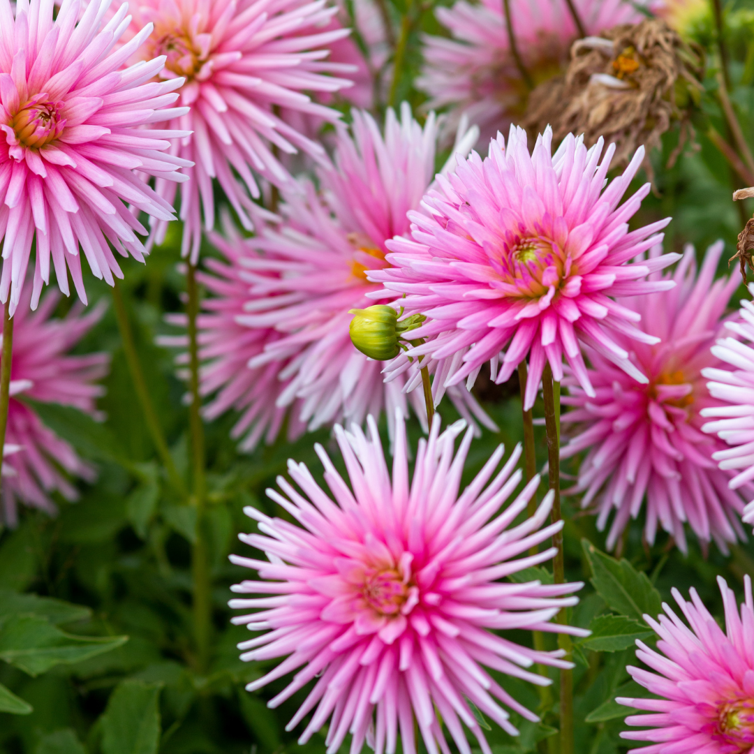 Dahlia Cactus - Pink - 2 bulbs p-pack (806)