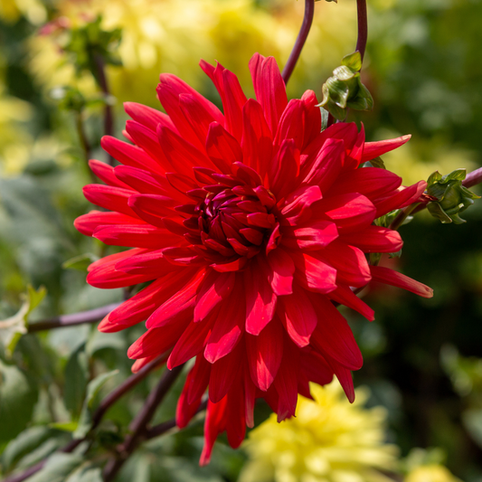 Dahlia Cactus - Red - 2 bulbs p-pack (804)