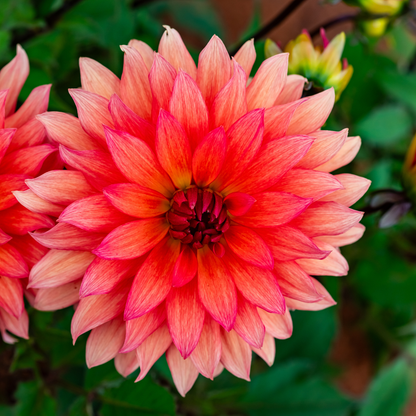 Dahlia Border - Carola - 2 bulbs p-pack (465)