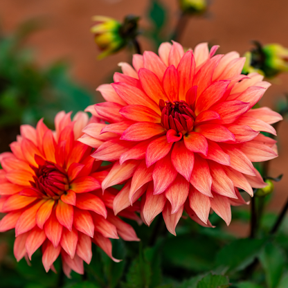 Dahlia Border - Carola - 2 bulbs p-pack (465)