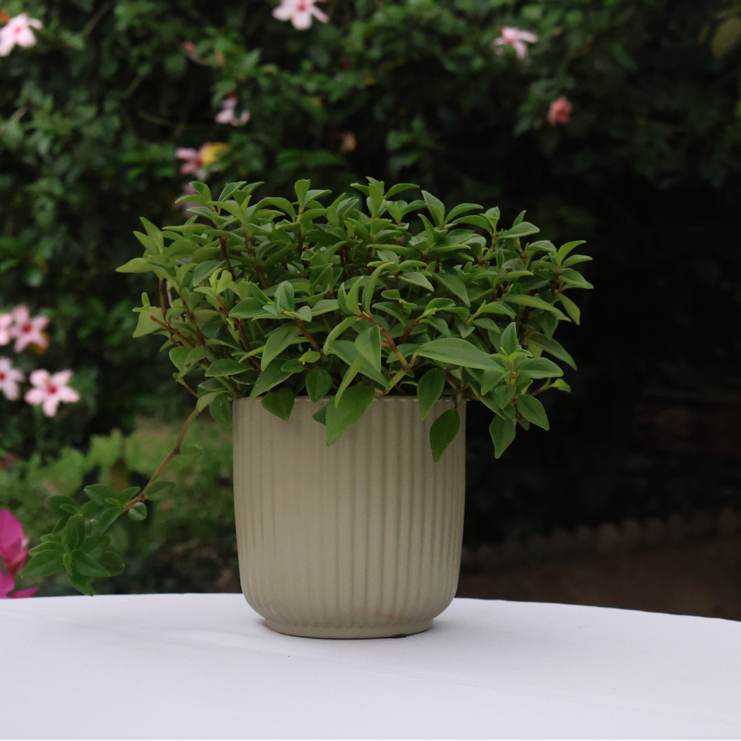 Charlotte Pot D12 - Various Colours