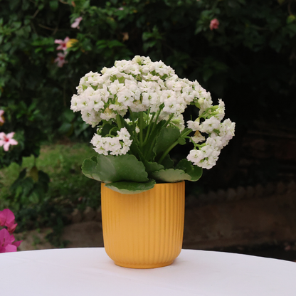 Charlotte Pot D12 - Various Colours