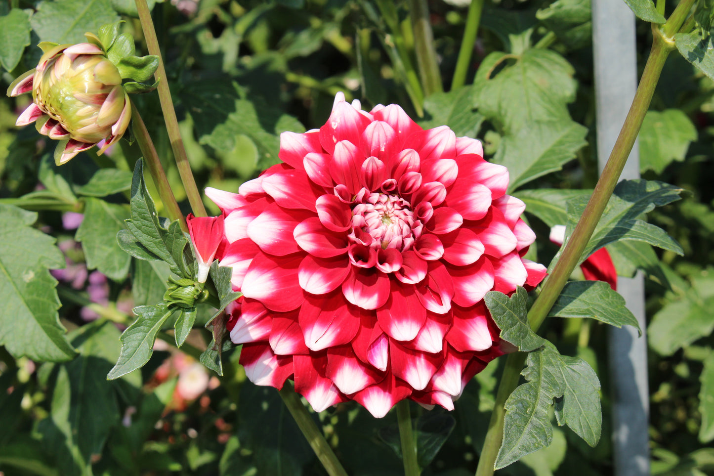 Dahlia Decorative - Checkers - 1 bulbs p-pack (6574)