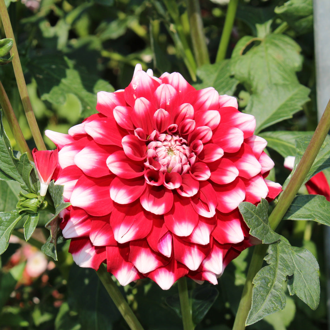 Dahlia Decorative - Checkers - 1 bulbs p-pack (6574)