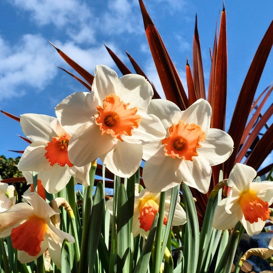 Daffodil-Narcissus - Cool Flame - 5 bulbs p-pack (32)