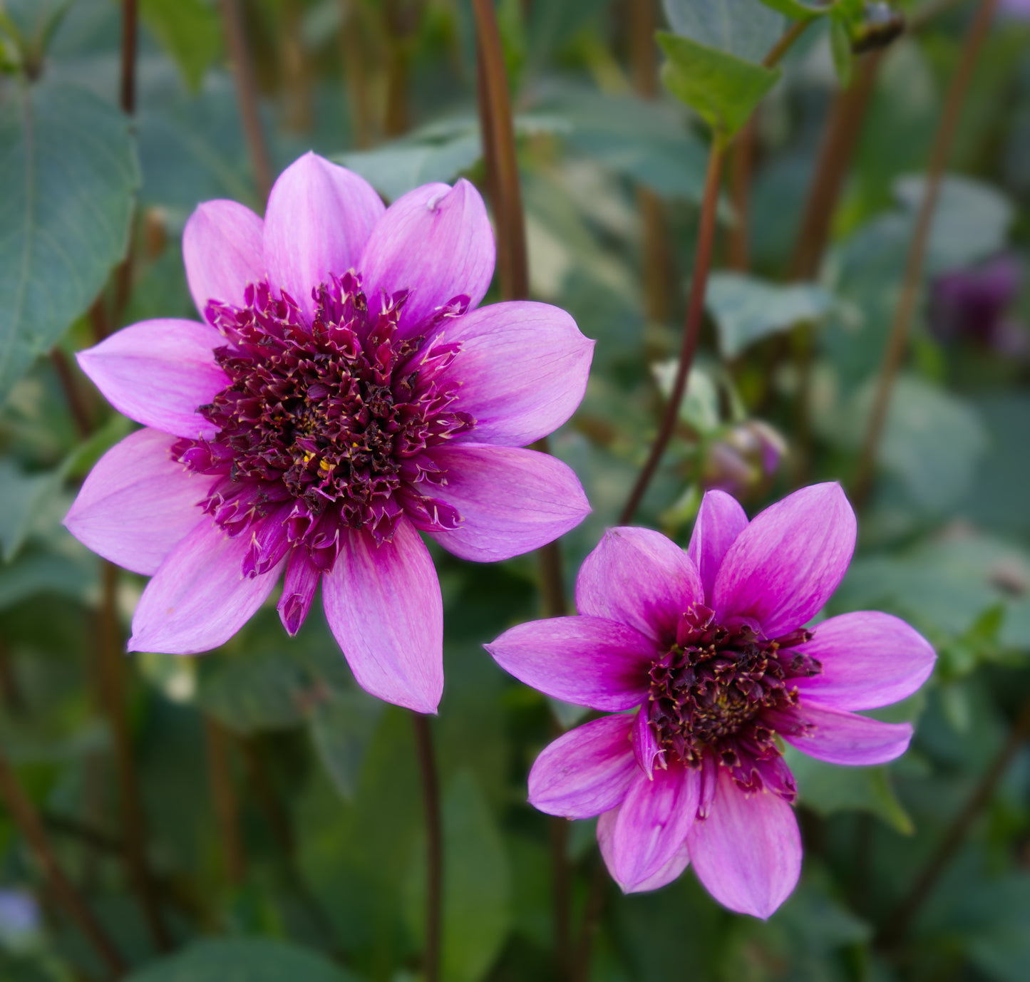 Dahlia Anemone - Blue Bayou - 1 bulbs p-pack (6626)