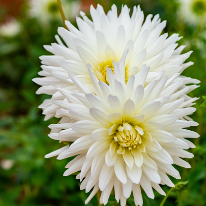 Dahlia Cactus - White - 2 bulbs p-pack (6801)