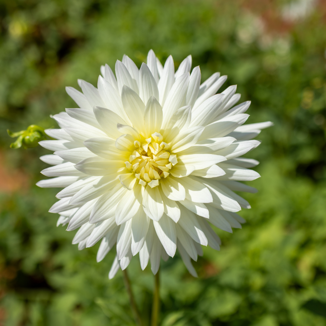 Dahlia Cactus - White - 2 bulbs p-pack (6801)