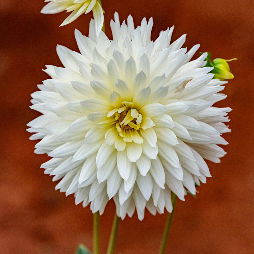 Dahlia Cactus - White - 2 bulbs p-pack (6801)