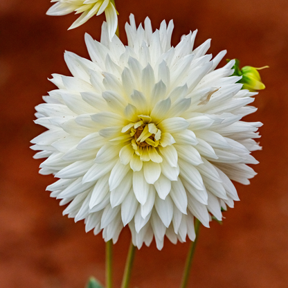 Dahlia Cactus - White - 2 bulbs p-pack (6801)