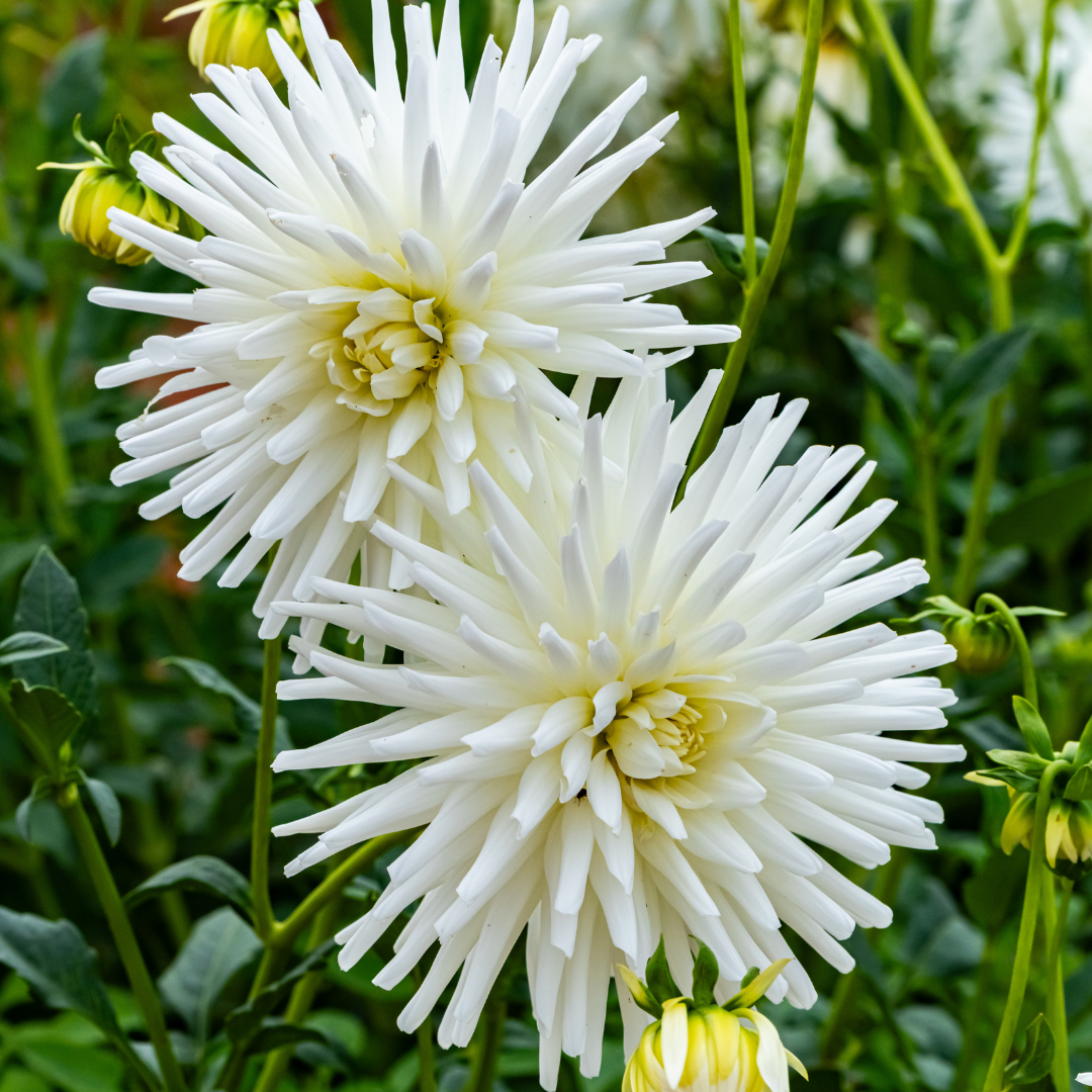 Dahlia Cactus - White - 2 bulbs p-pack (6801)