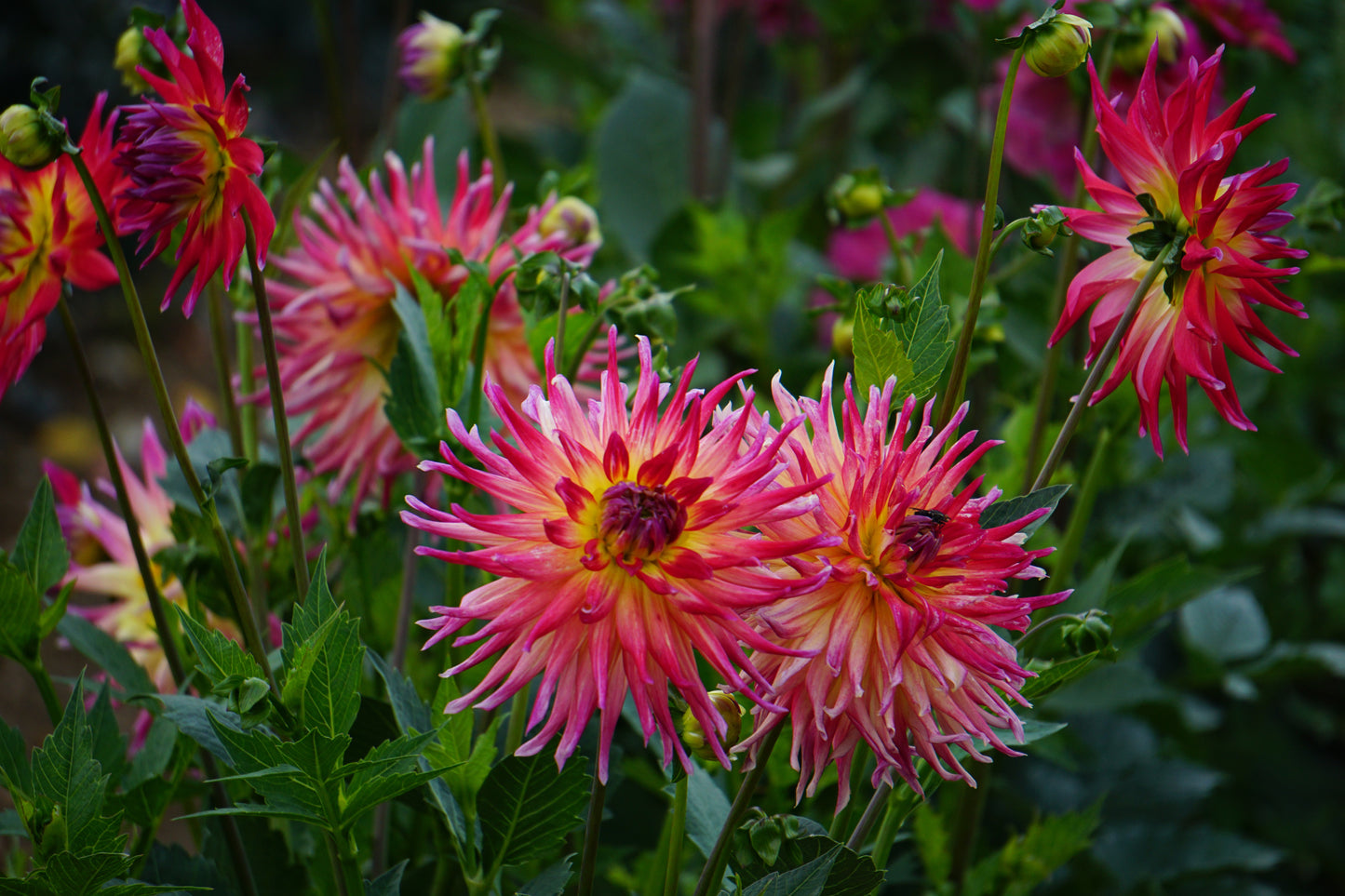 Dahlia Semi-Cactus - Electric Flash - 1 bulbs p-pack (6569)