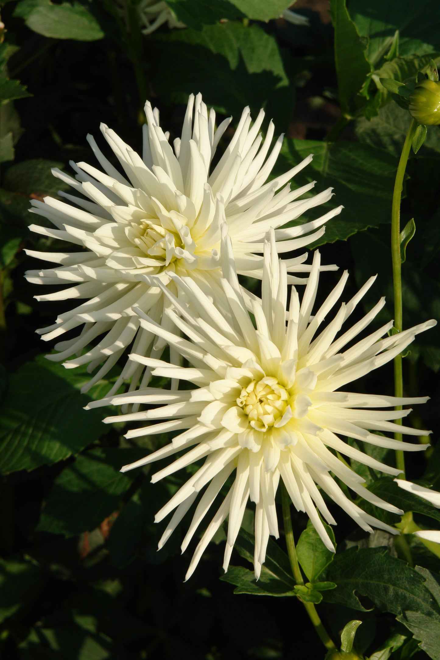 Dahlia Cactus - Playa Blanca - 1 bulbs p-pack (6567)