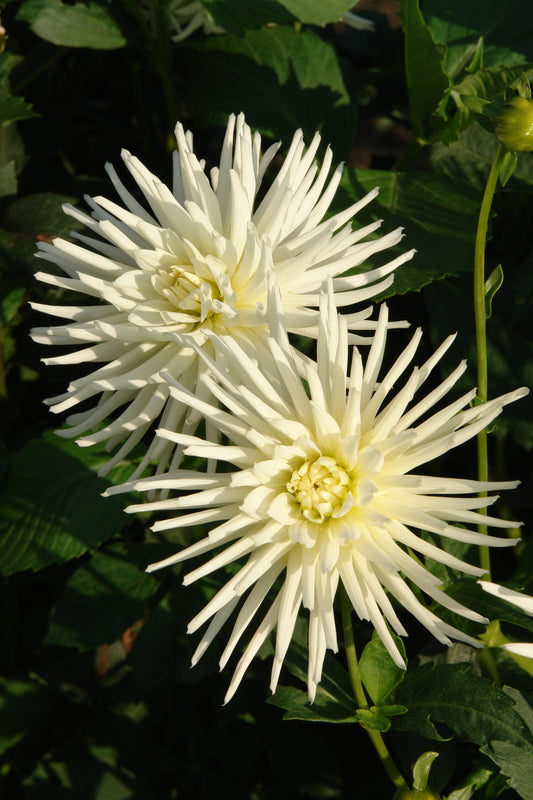 Dahlia Cactus - Playa Blanca - 1 bulbs p-pack (6567)