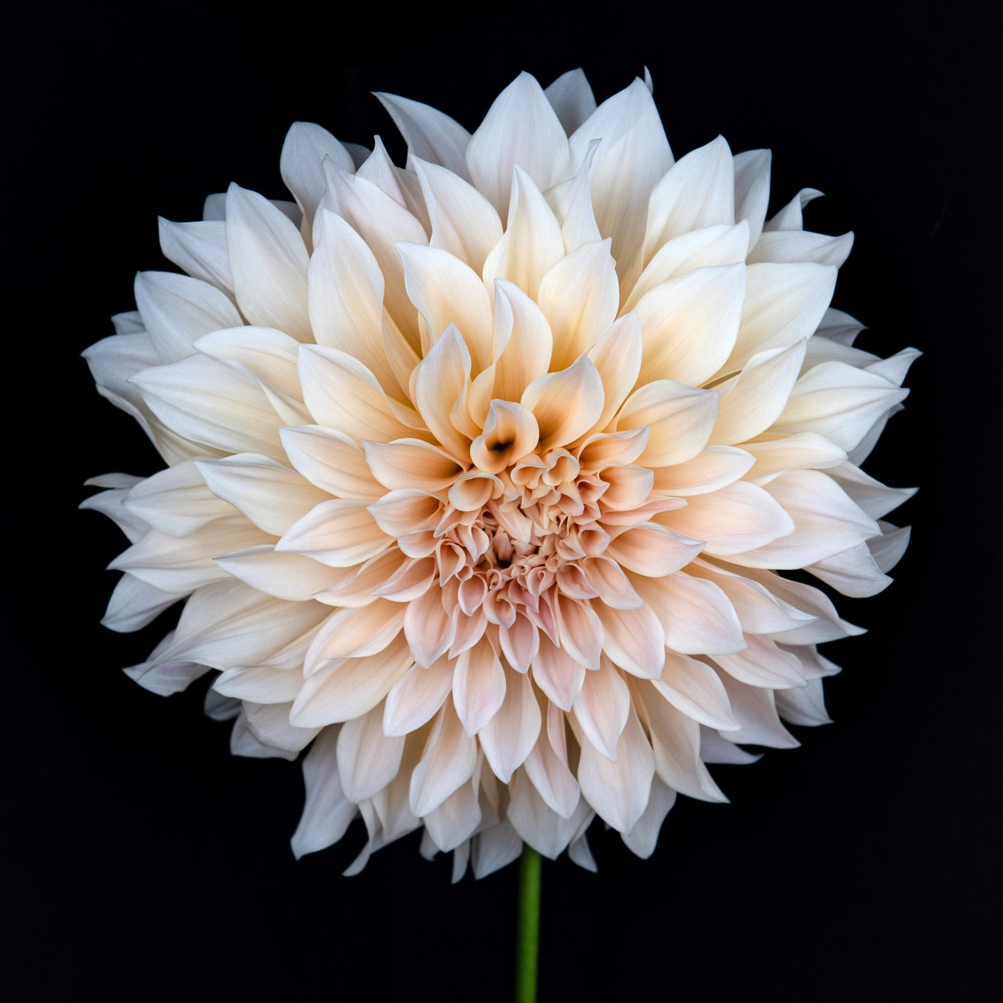 Dahlia Decorative - Cafe Au Lait - 1 bulbs p-pack (6573)