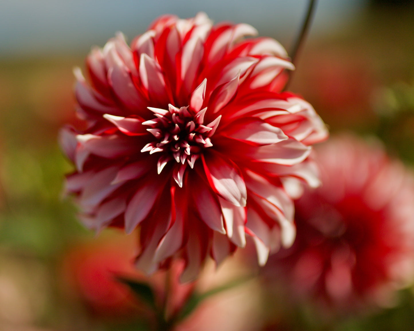 Dahlia Decorative - Santa Clause - 1 bulbs p-pack (6671)