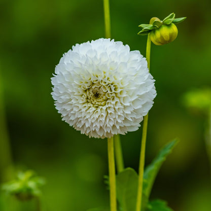 Dahlia Pompon - Serenity- 2 bulbs p-pack (6210)