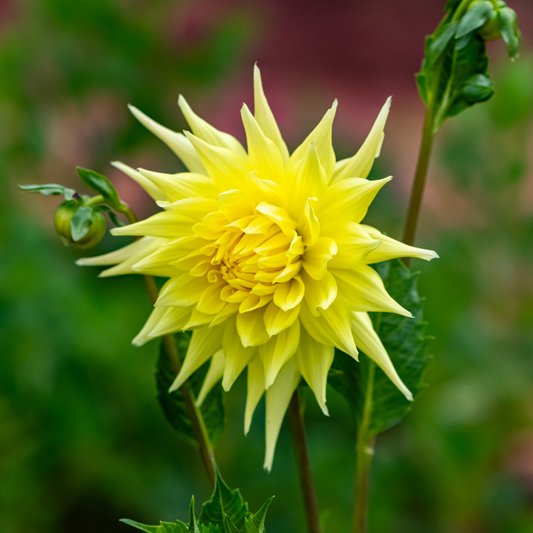 Dahlia Cactus - Yellow - 2 bulbs p-pack (802)