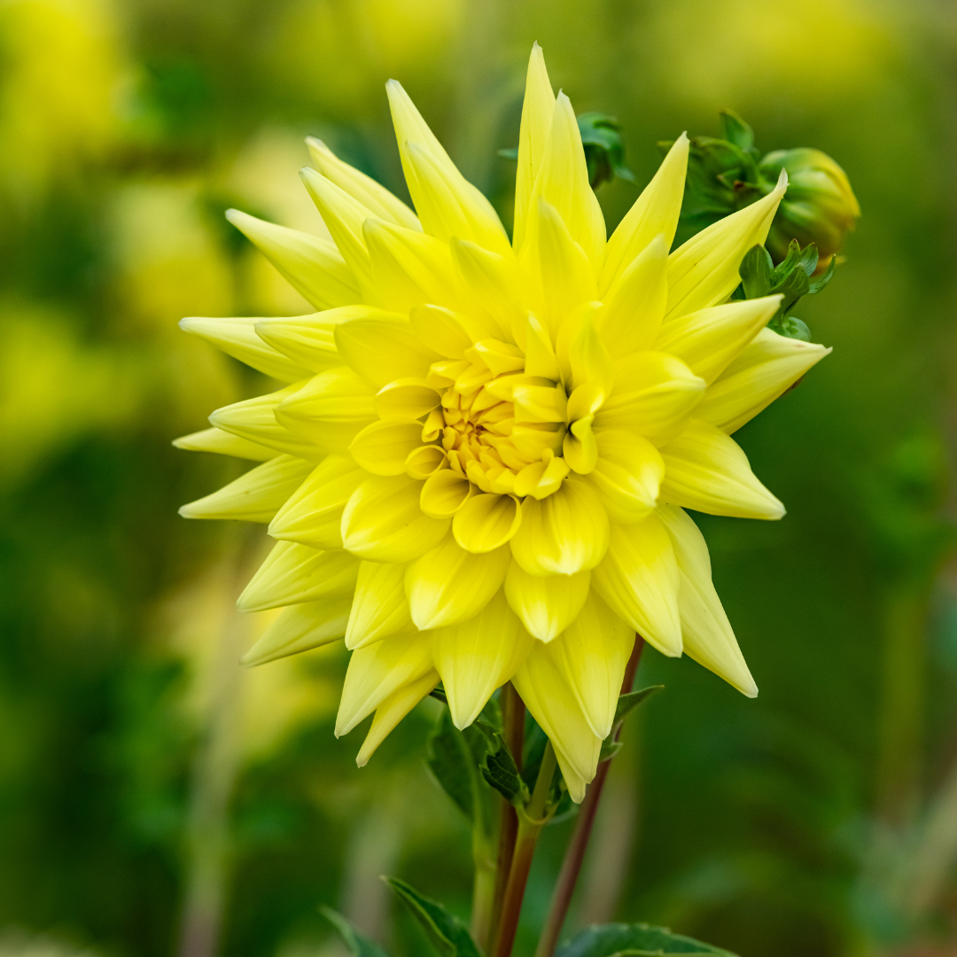 Dahlia Cactus - Yellow - 2 bulbs p-pack (802)