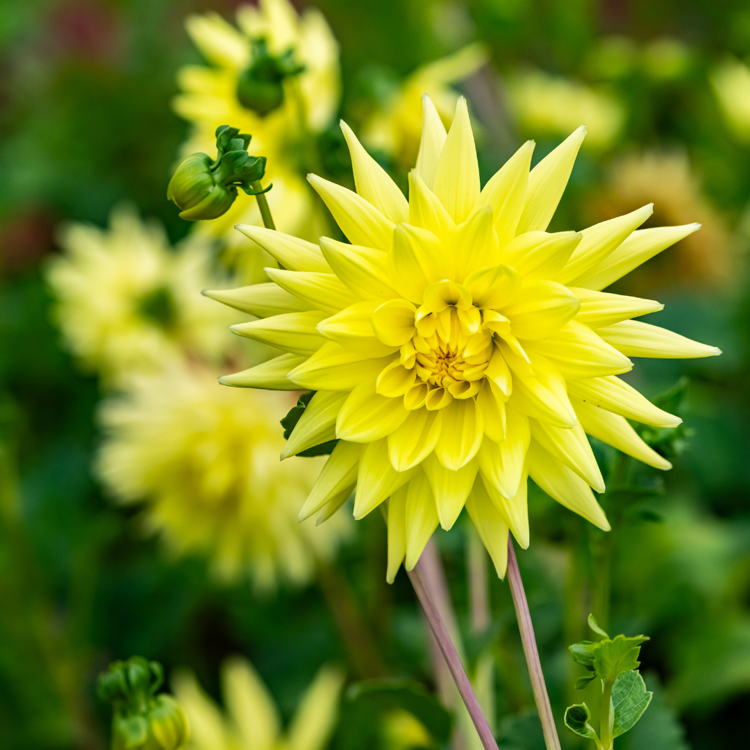 Dahlia Cactus - Yellow - 2 bulbs p-pack (802)