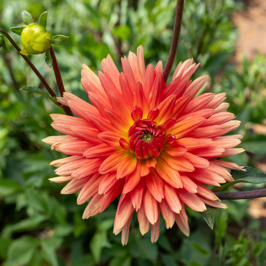 Dahlia Cactus Mev. Cl. Andries - 1 bulb p-pack (29)
