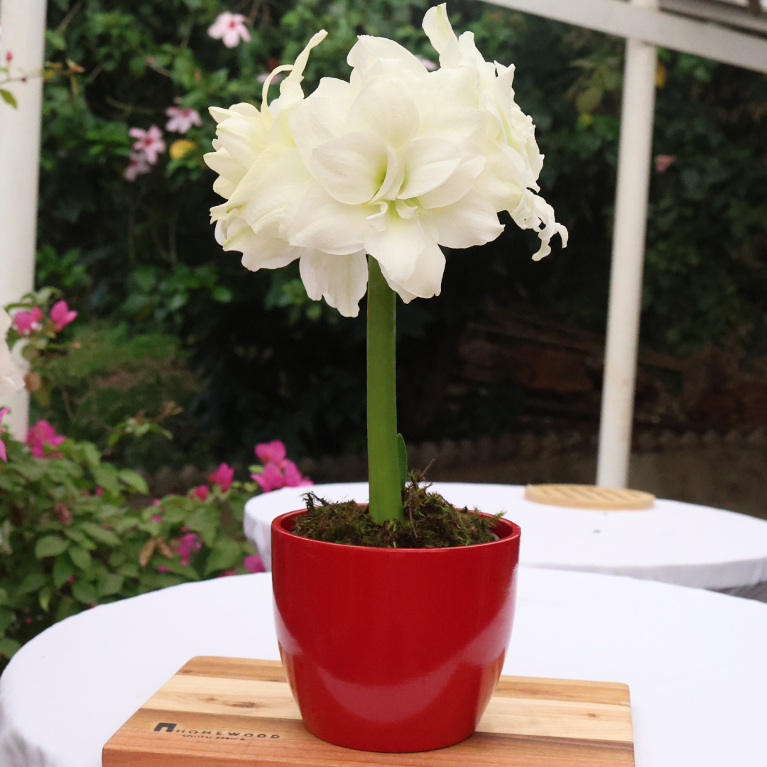 Ceramic Pot Dana D15cm - Assorted Colours