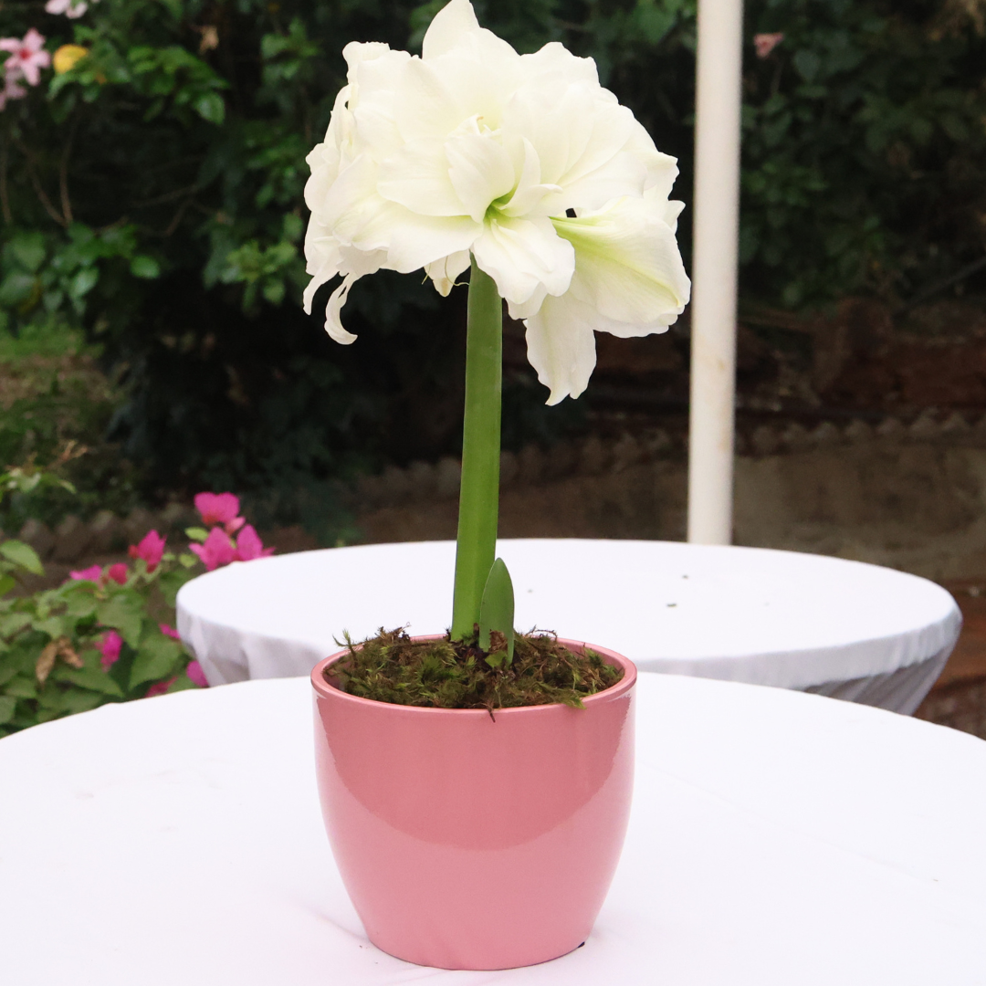 Ceramic Pot Dana D15cm - Assorted Colours