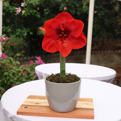 Ceramic Pot Dana D15cm - Assorted Colours