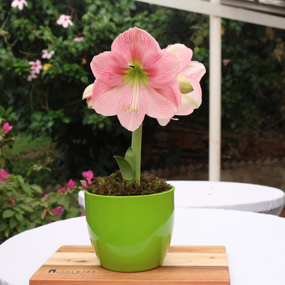 Ceramic Pot Dana D15cm - Assorted Colours