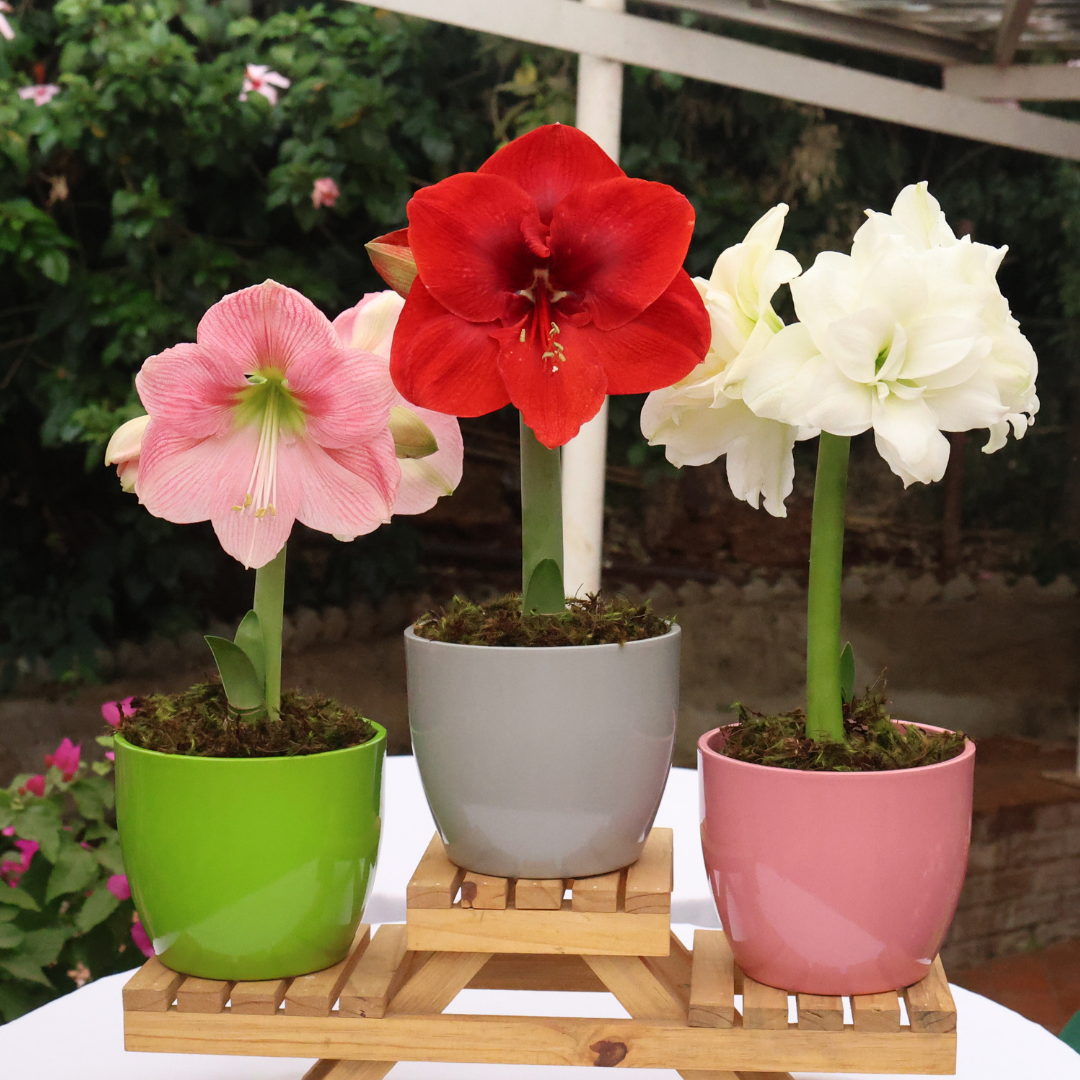 Ceramic Pot Dana D15cm - Assorted Colours