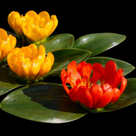 Daubenya -  Mixed - 5 bulbs p-pack