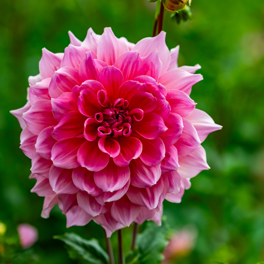 Dahlia Decorative - Pink - 2 bulbs p-pack (816)