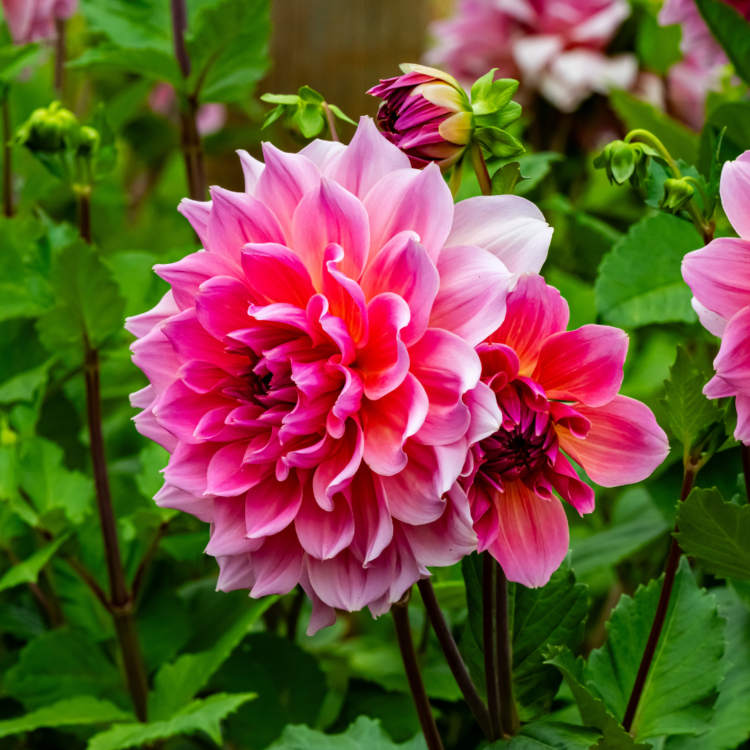 Dahlia Decorative - Pink - 2 bulbs p-pack (816)