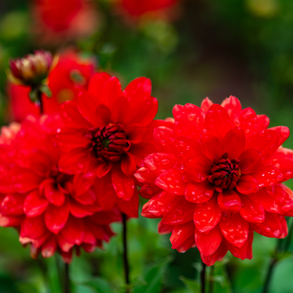 Dahlia Decorative - Red - 2 bulbs p-pack (6814)