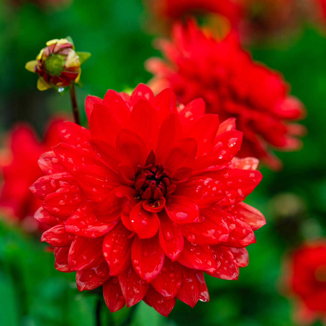 Dahlia Decorative - Red - 2 bulbs p-pack (6814)