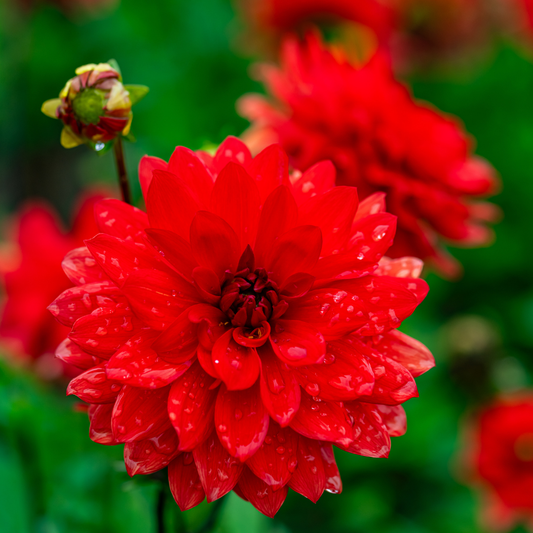 Dahlia Decorative - Red - 2 bulbs p-pack (814)