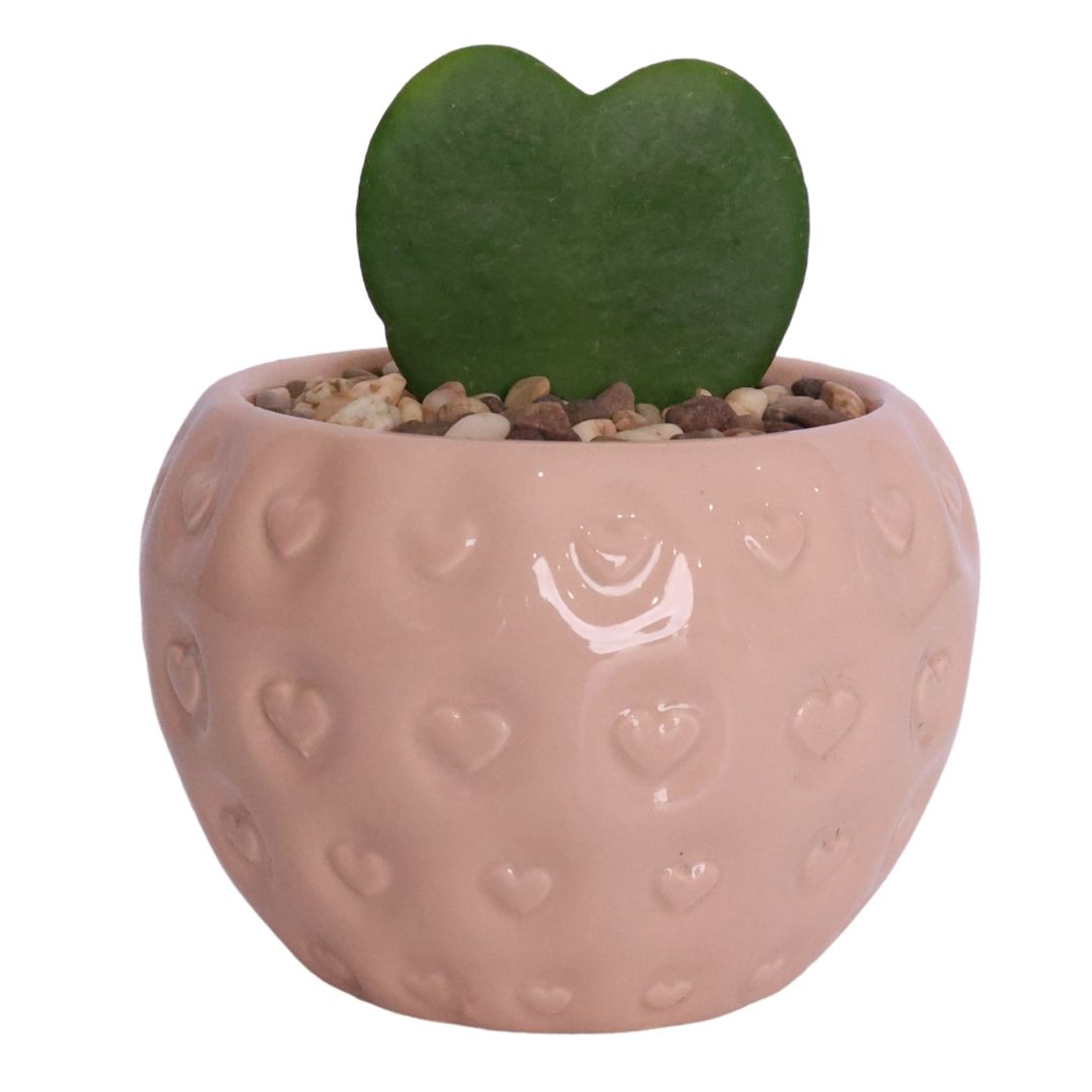 1x Ceramic Pot - Del Fruit- Assorted - D9cm