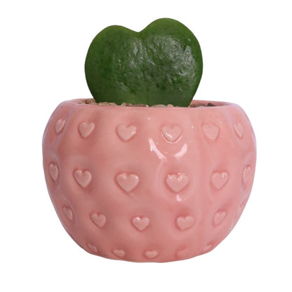 1x Ceramic Pot - Del Fruit- Assorted - D9cm