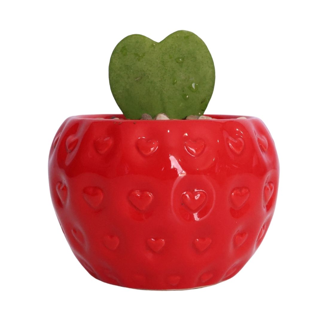 1x Ceramic Pot - Del Fruit- Assorted - D9cm